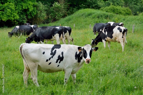 Vaches laiti  res dans une p  ture