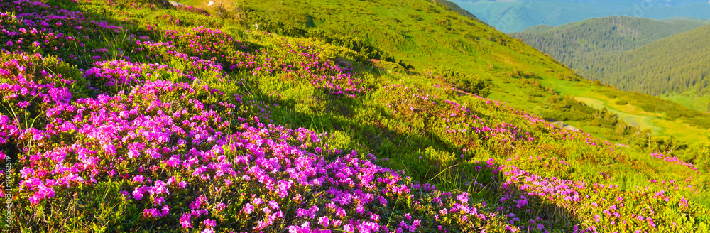 Obraz premium Rhododendron flowers in summer mountains