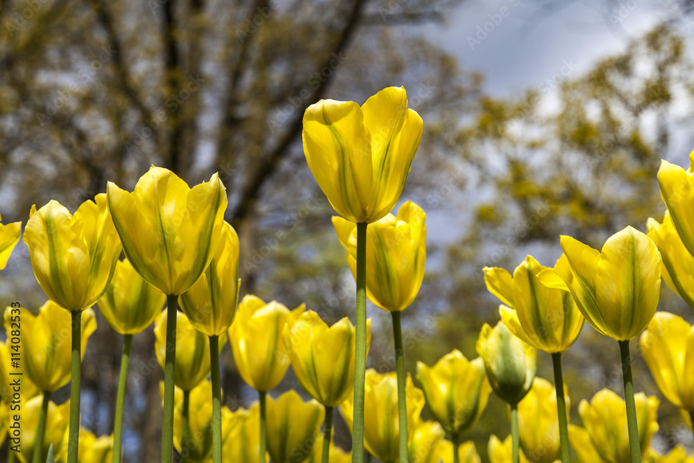 Fototapeta premium yellow and red tulips in the spring time