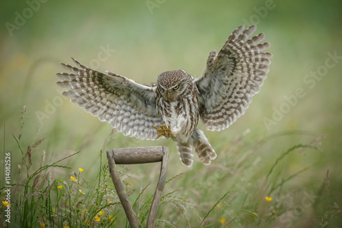 Little owl landing upon a spade handle photo