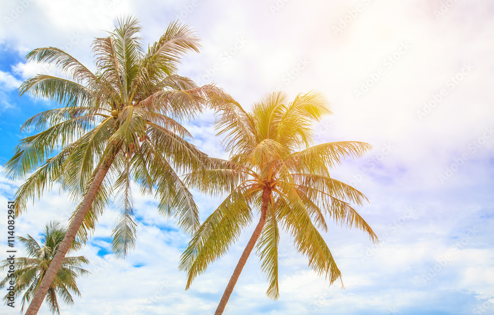 Coconut tree in tropical beach. Vintage filter