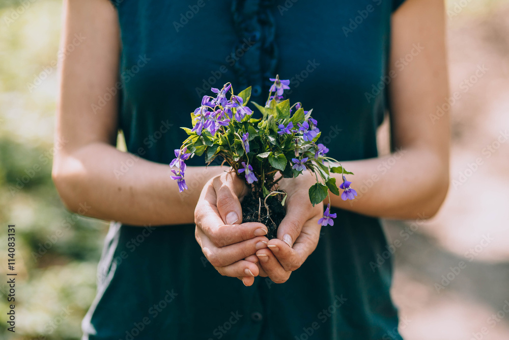 violets flowers in the hands. spring