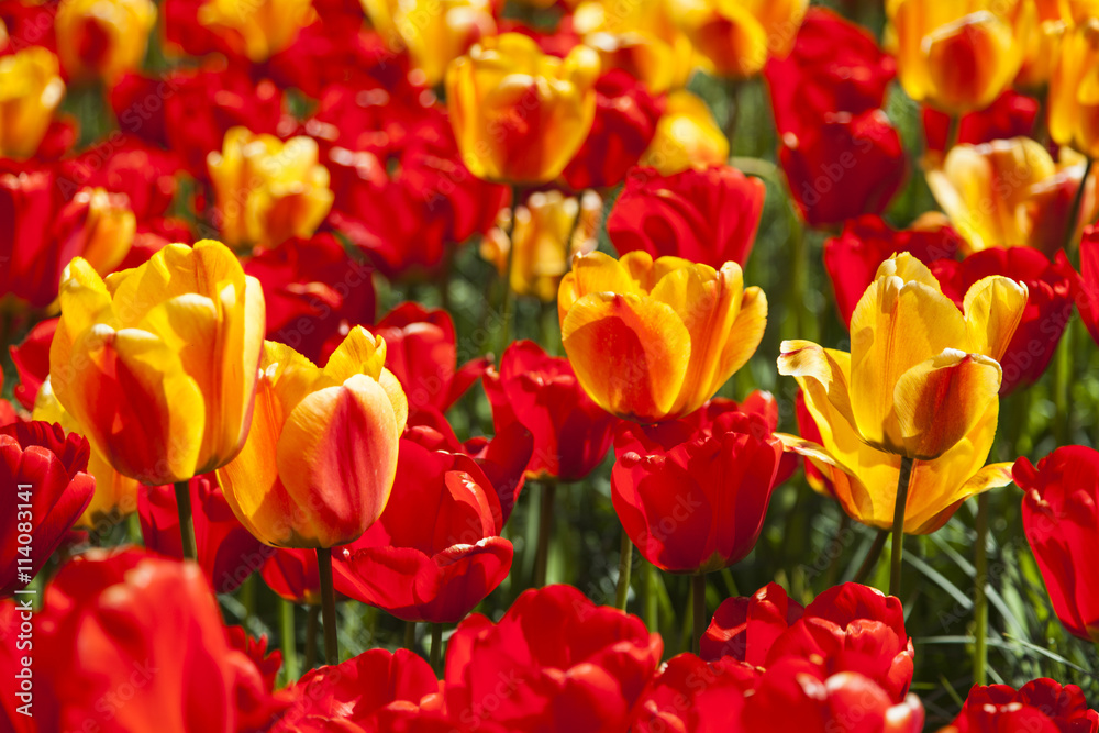 red and orange tulips in the spring time red and orange tulips in the spring time
