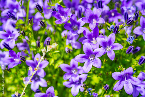 Campanula purple flowers and blue sky