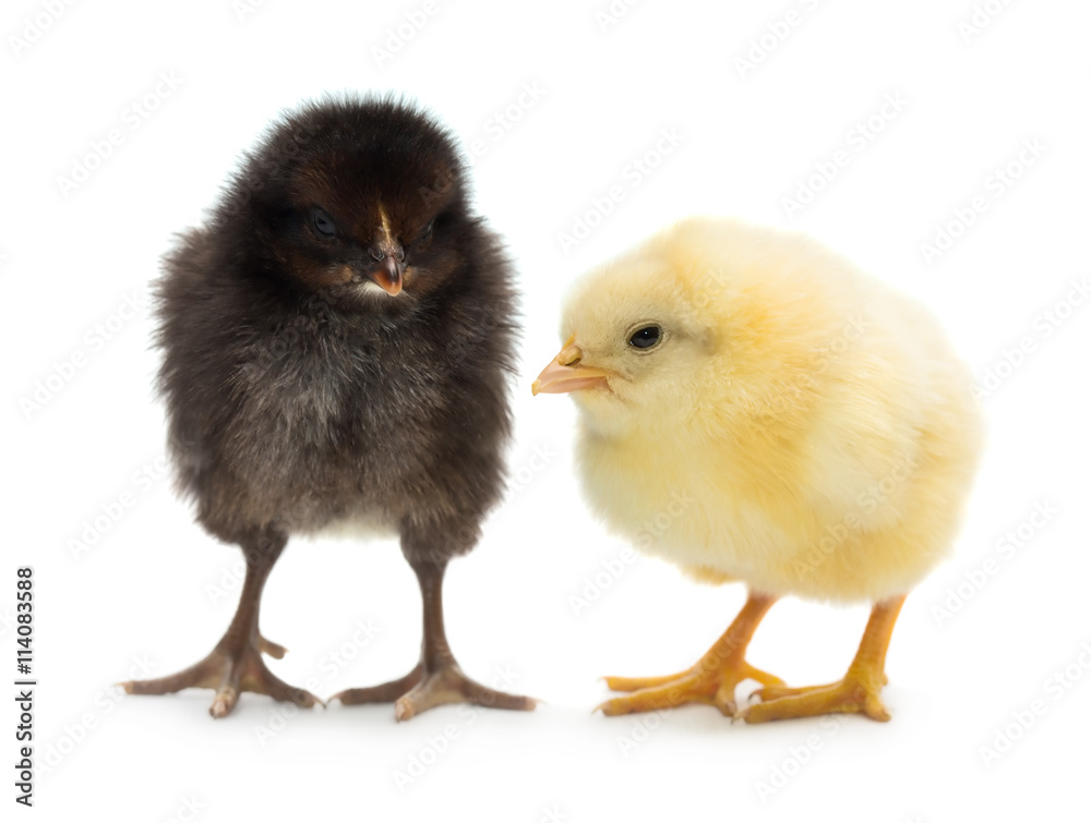 Two little chickens