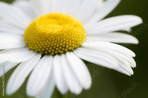 Fototapeta Naklejka Na Ścianę i Meble -  chamomile flower closeup
