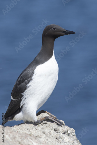 common murre is sitting on a rock on a sunny day © Tarpan