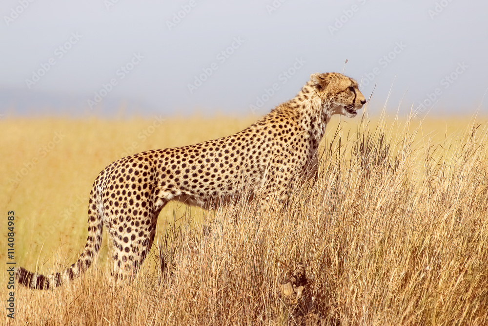 Cheetah in the Serengeti National Park. Tanzania. Cheetah in the Serengeti National Park. Tanzania.