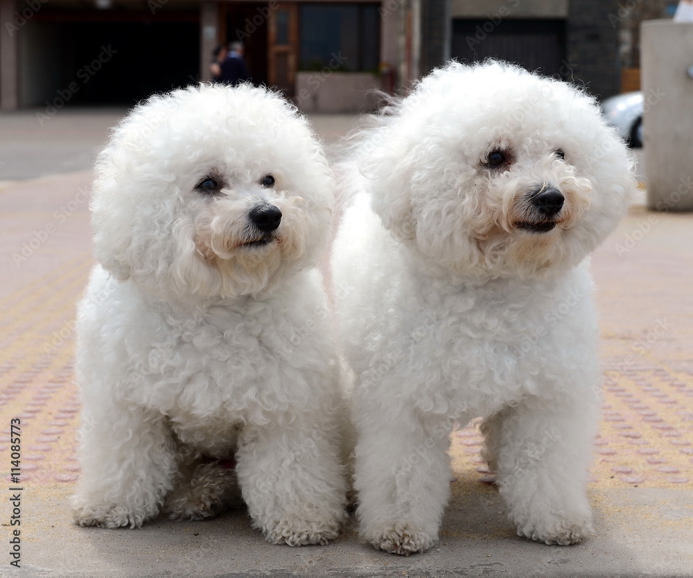 Bichon Frise on the waterfront in Vina del Mar. Bichon Frise on the waterfront in Vina del Mar.