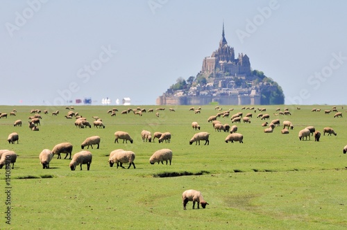 Les moutons des prés salés de la baie du Mont-Saint-Michel avec le mont en fond