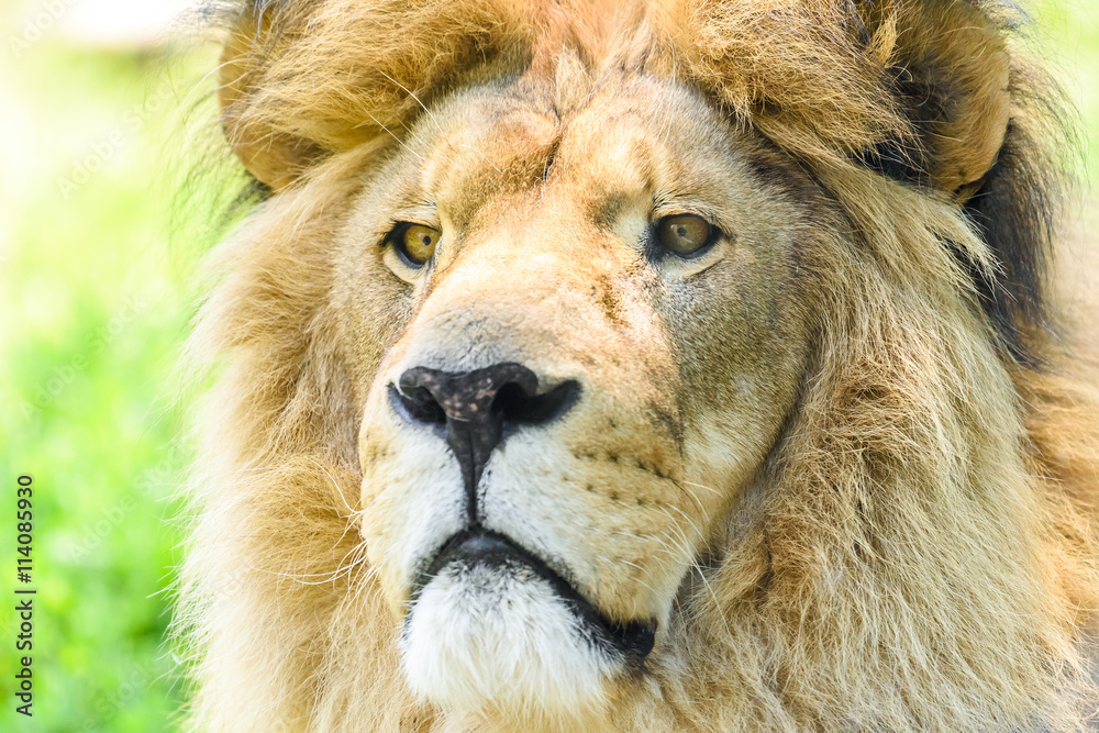 Wild Lion King Feline In Safari Portrait Wild Lion King Feline In Safari Portrait
