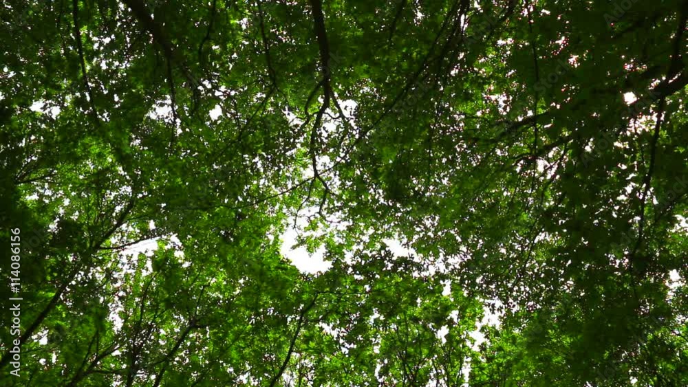 Wind moves branches in fresh green forest Wind moves branches in fresh green forest