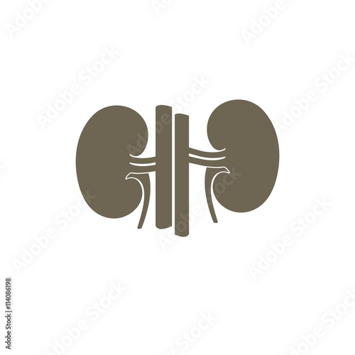 Vector Kidney icon. Transplantation organ sign / nephrology symbol. Vector illustration.