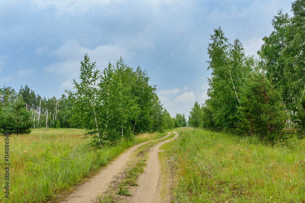 snake forest road stretches into the distance snake forest road stretches into the distance