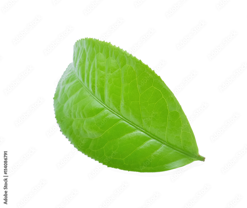 Fototapeta premium Green tea leaf isolated on white background