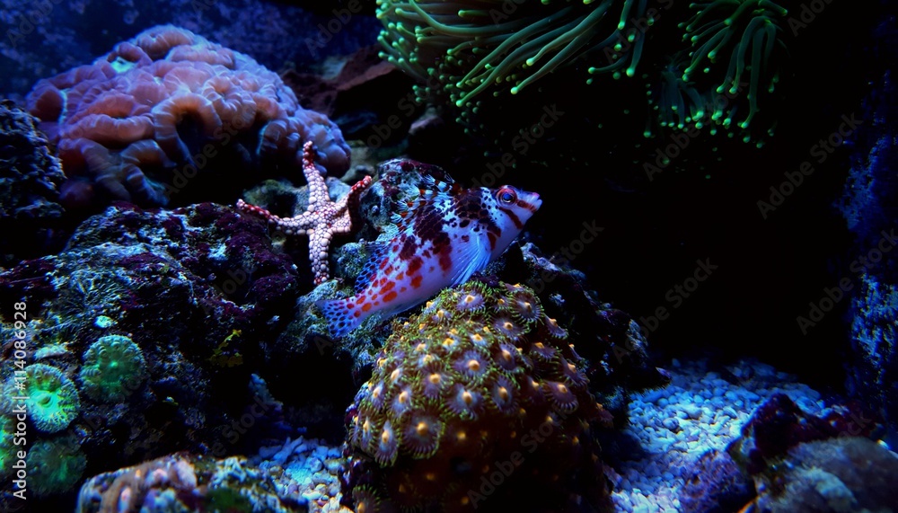 Obraz premium Dwarf Hawkfish in tropical reef aquarium