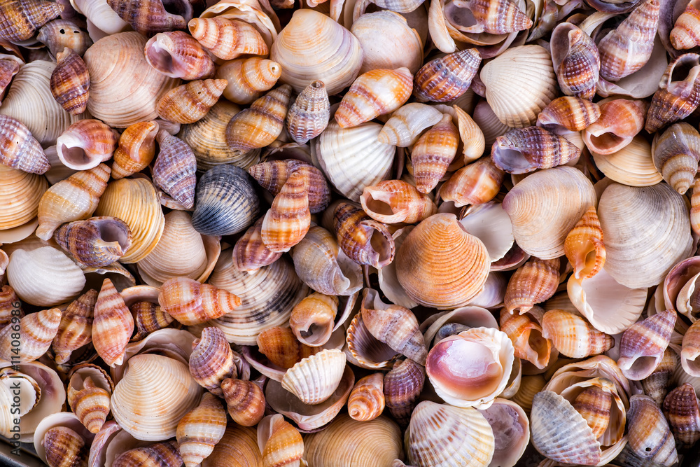 Sea shells on sand. Summer beach background. Top view Sea shells on sand. Summer beach background. Top view
