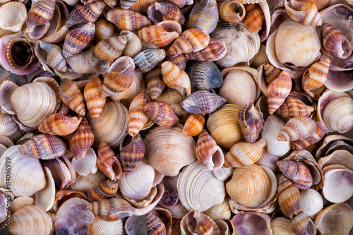 Sea shells on sand. Summer beach background. Top view