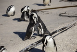 African penguins, Cape Town, South Africa