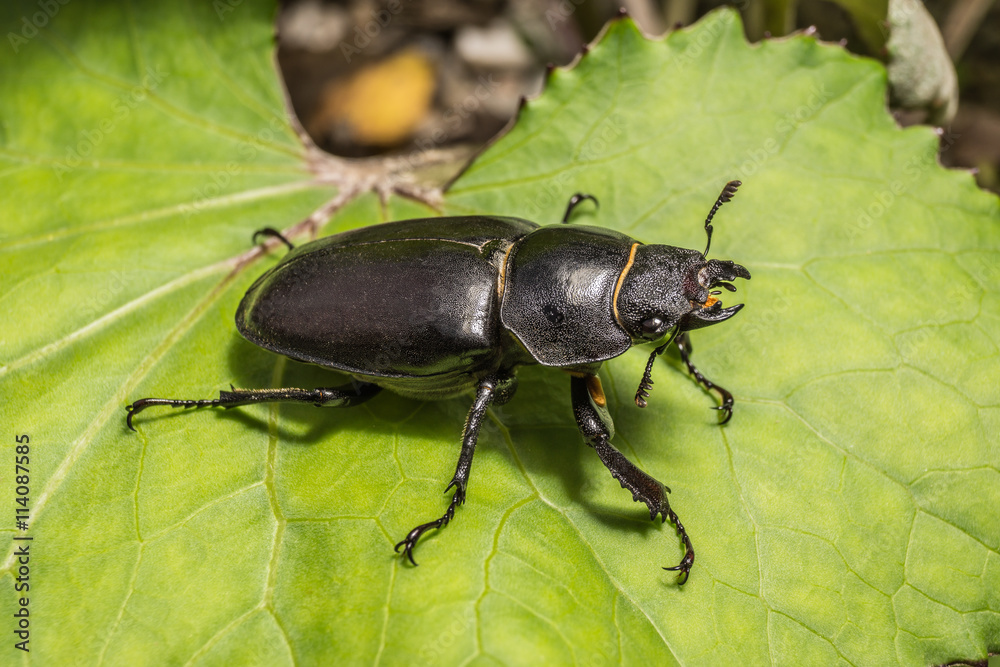Hirschkäfer Weibchen Hirschkäfer Weibchen