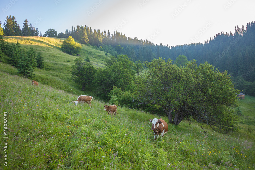 Green meadow in mountains and cows, summer landscape.