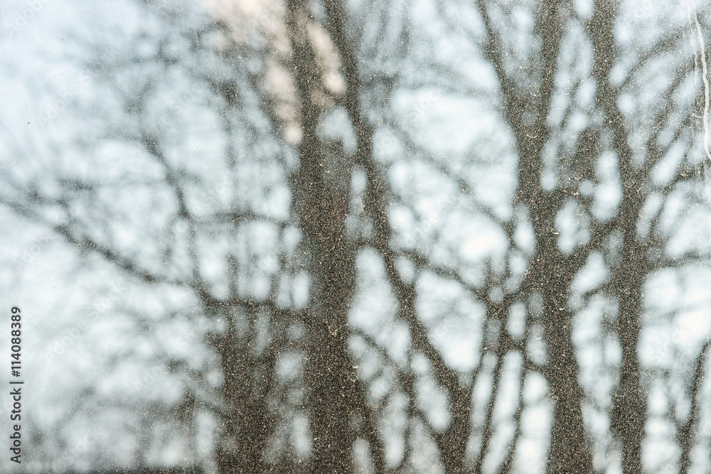 Blurred silhouette of trees Blurred silhouette of trees