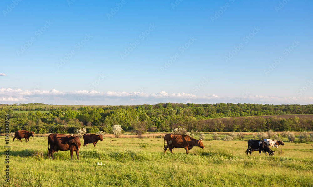 Livestock grazing during sunset in an idyllic valley, sweden Livestock grazing during sunset in an idyllic valley, sweden