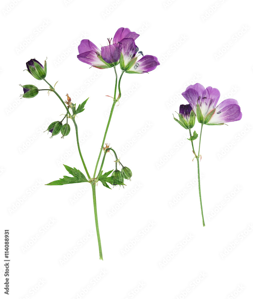 Pressed and dried flowers  Geranium pratense