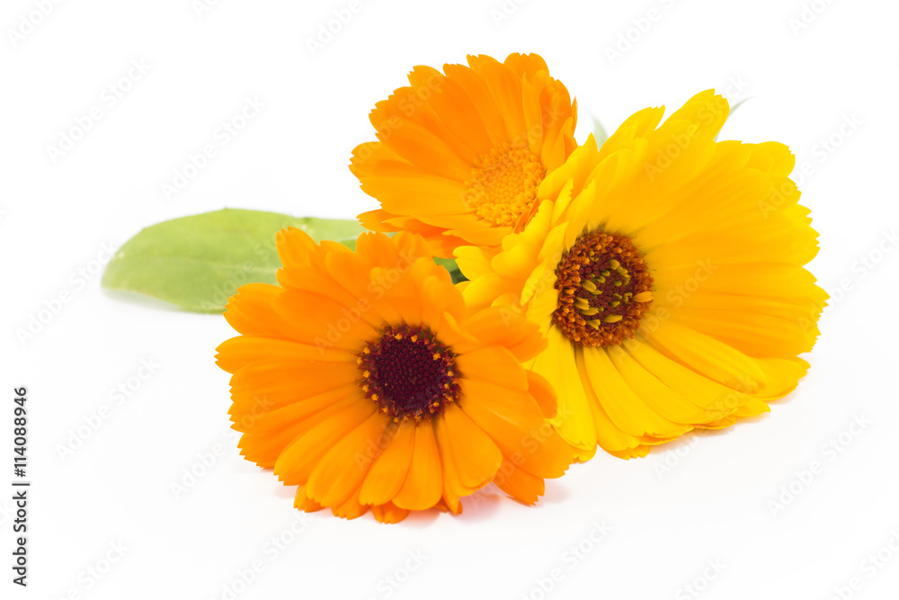 Marigold, Calendula Officinalis on a White Background