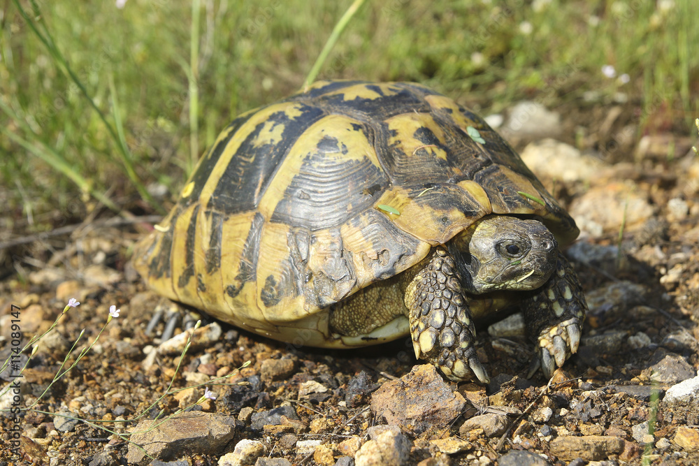 Hermann's tortoise, Testudo hermanni Hermann's tortoise, Testudo hermanni