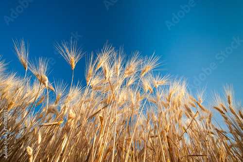 Ears of corn