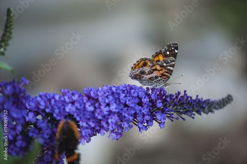 Butterfly on a Butterfly bush flower 