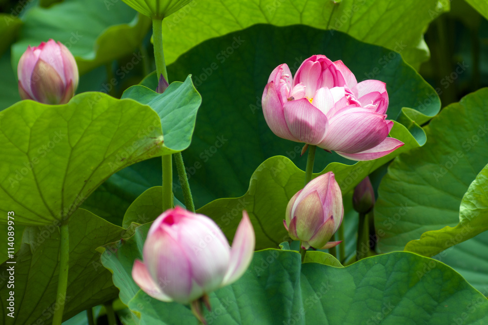 lotus flower
