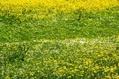 Summer meadow with yellow and white wildflowers