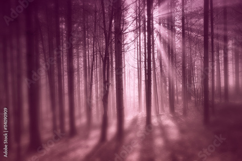 Fantasy creative purple blurry forest with sun rays. Blur filter effect used.