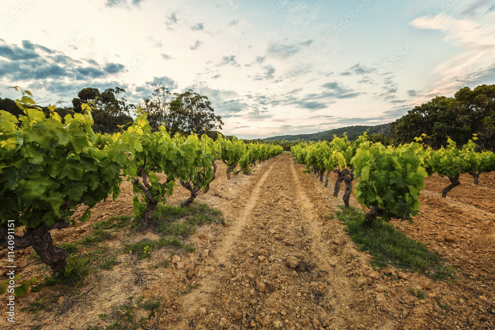 Weinfeld in der Provence
