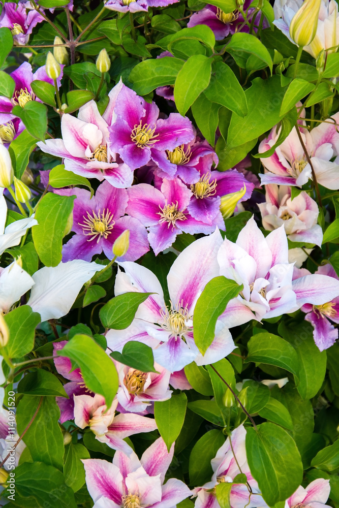 Naklejka premium Colorful clematis.