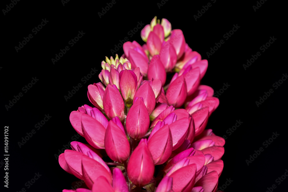 Obraz premium Pretty Pink Lupin flowers on black background
