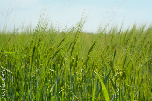 Green wheat spica on field