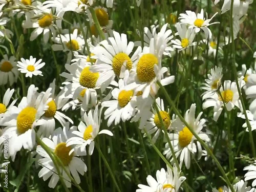 chamomile