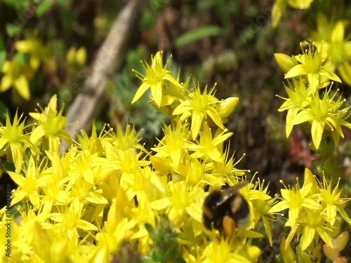 bumblebee