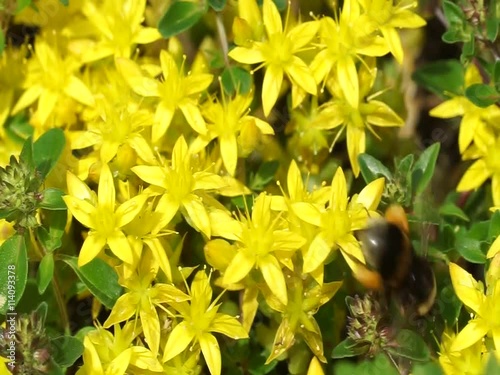 bumblebee