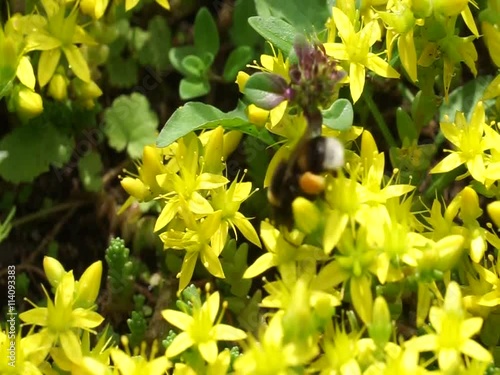 bumblebee