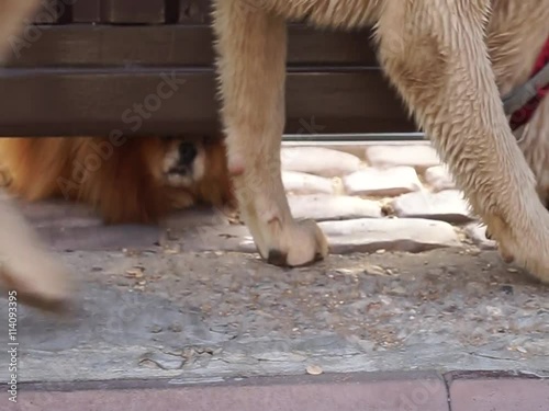 dog fence