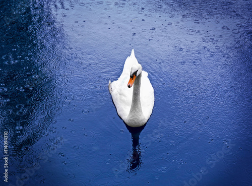 Beautiful white swan swims in blue water photo