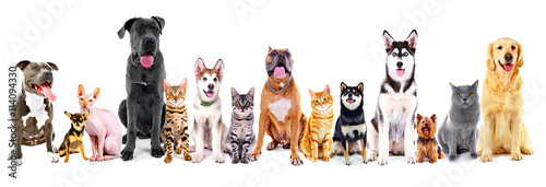 Group of sitting cats and dogs  isolated on white