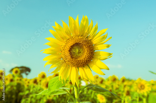 Sunflower blossom. vintage filter