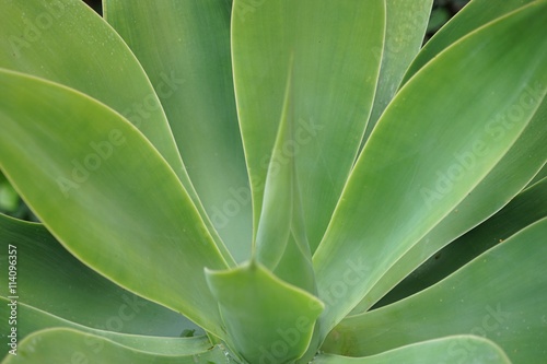 Agave Textur photo