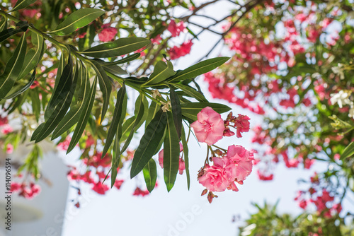 Nerium oleander flowers outside with sky in the background