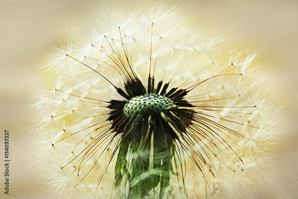 Single dandelion on natural background